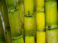 Thí nghiệm phun tre bằng phân lỏng “Poong Jak Yi”