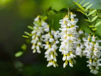 So sánh phân bón lỏng “Poong Jak Yi” Rệp keo