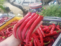 Thí nghiệm phun phân lỏng tiêu “Poong Jak Yi”