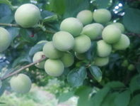 Thí nghiệm phun cây mận bằng phân lỏng “Poong Jak Yi”