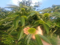 Thí nghiệm phun cây dẻ bằng phân lỏng “Poong Jak Yi”