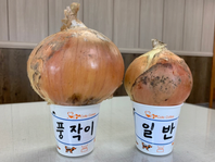 So sánh sinh trưởng của hành tây bằng phân bón lỏng “Poong Jak Yi”