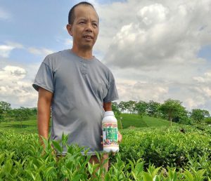 Sử dụng phân bón “Poong Jak Yi” trên cây chè tại Định Hóa Thái Nguyên